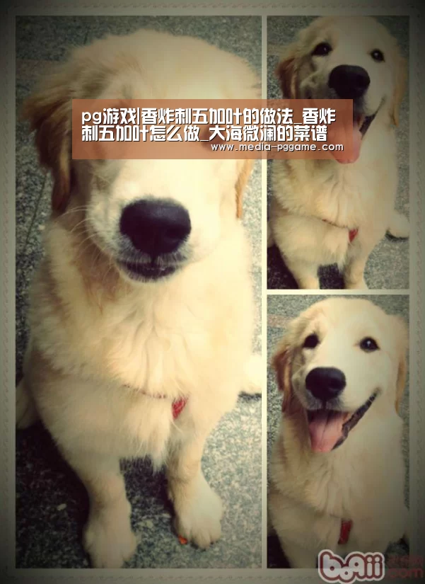 pg游戏|香炸刺五加叶的做法_香炸刺五加叶怎么做_大海微澜的菜谱(图2) pg电子模拟器
